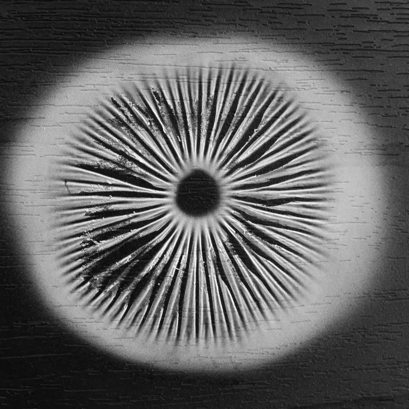 Spore Print